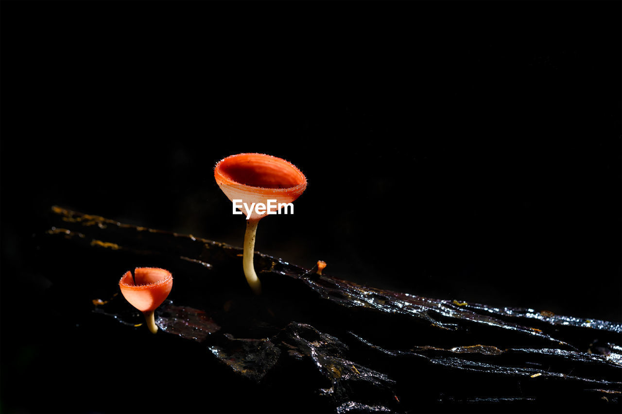 Mushrooms growing on wood against black background