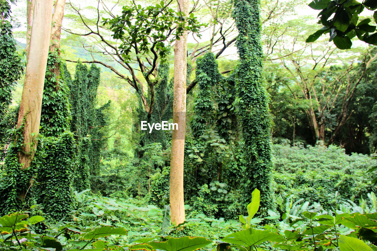 Trees growing in park