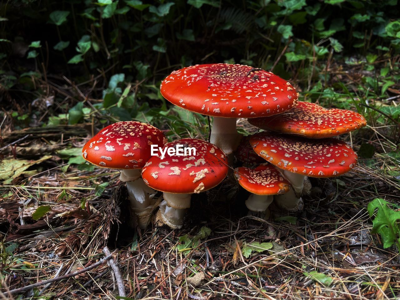 fungus, mushroom, vegetable, food, plant, growth, fly agaric mushroom, red, agaric, land, nature, toadstool, forest, food and drink, close-up, no people, edible mushroom, day, beauty in nature, freshness, field, poisonous, autumn, bolete, woodland, outdoors, tree, high angle view, penny bun