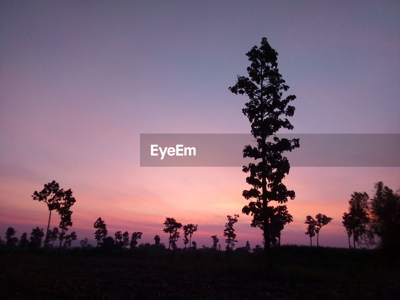 Silhouette tree on field against sky during sunset