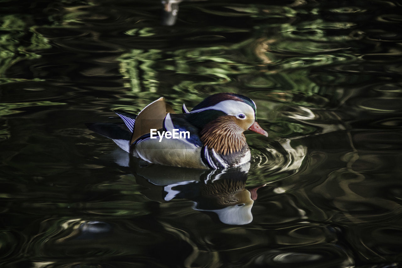 Close-up of mandarin duck swimming in lake