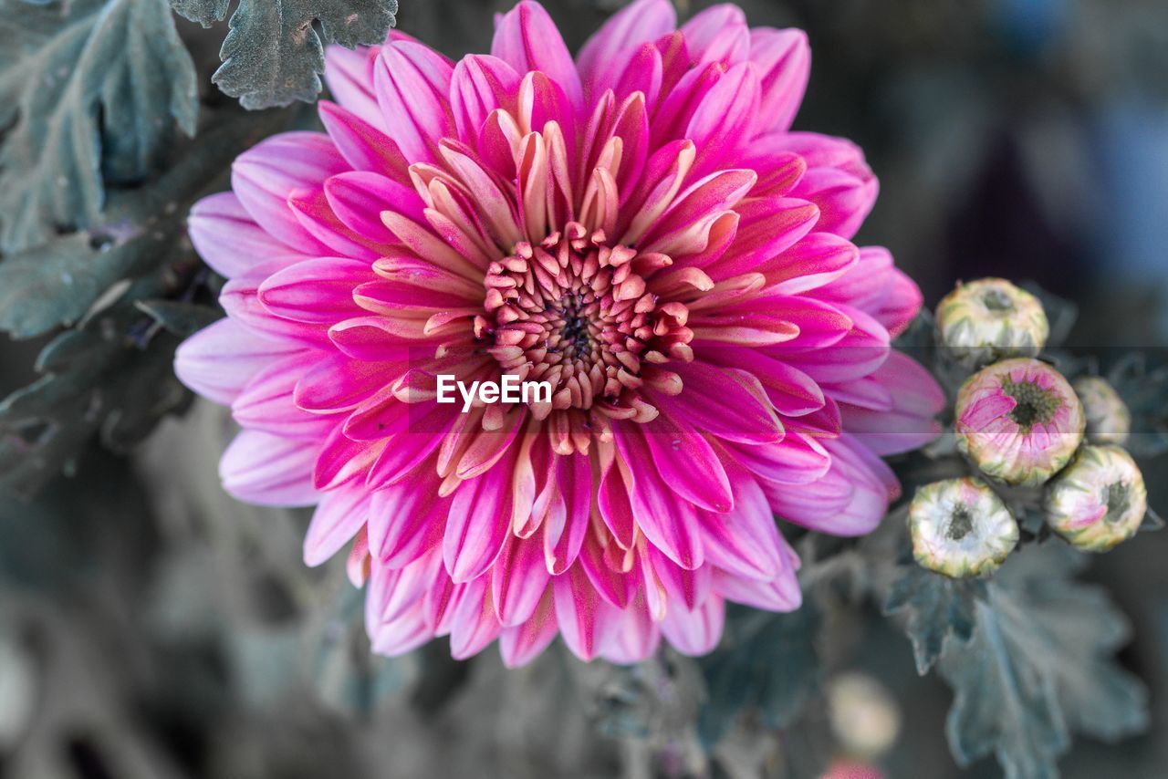 CLOSE-UP OF PINK DAHLIA OUTDOORS