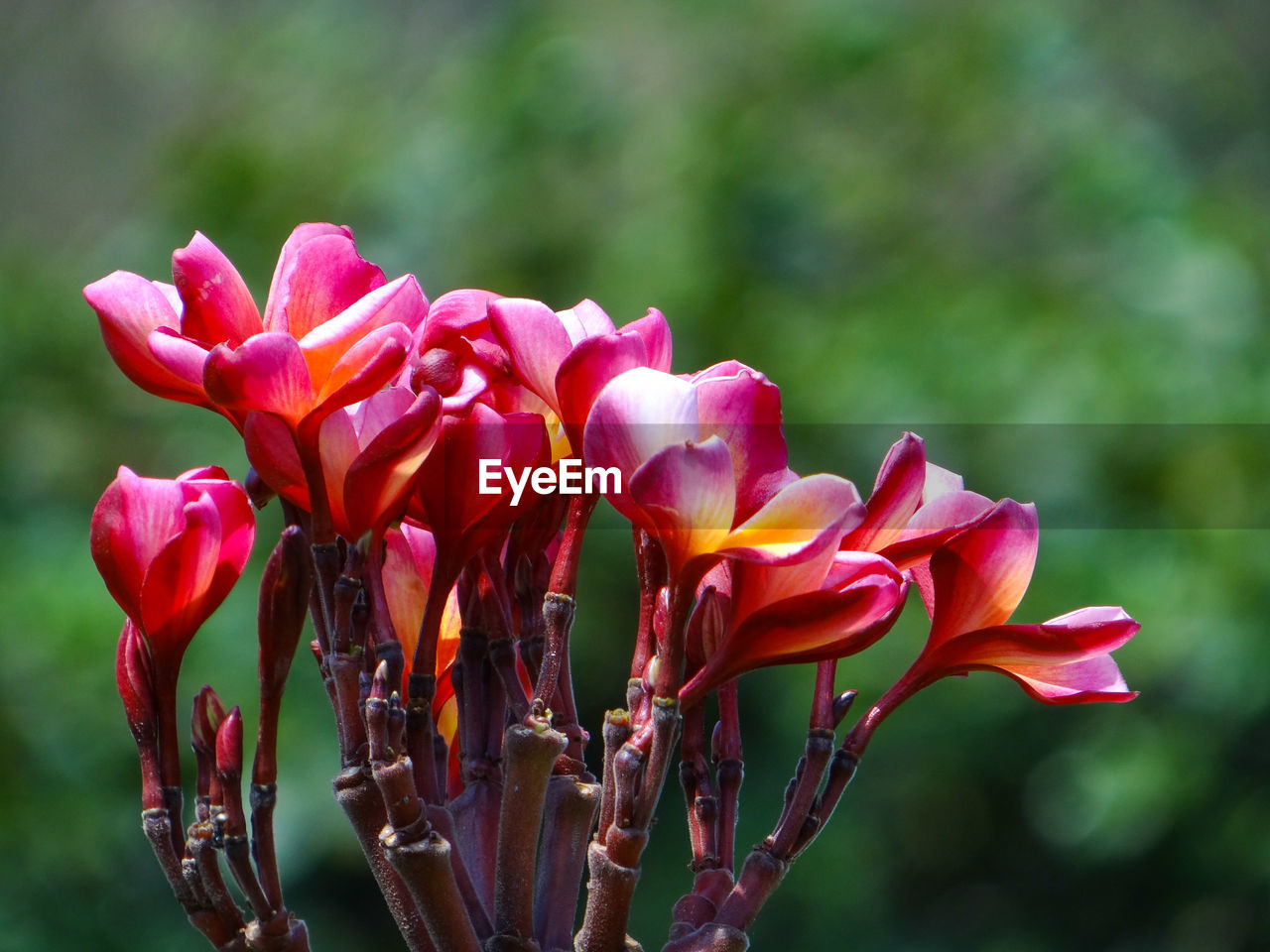 Close-up of pink flowers