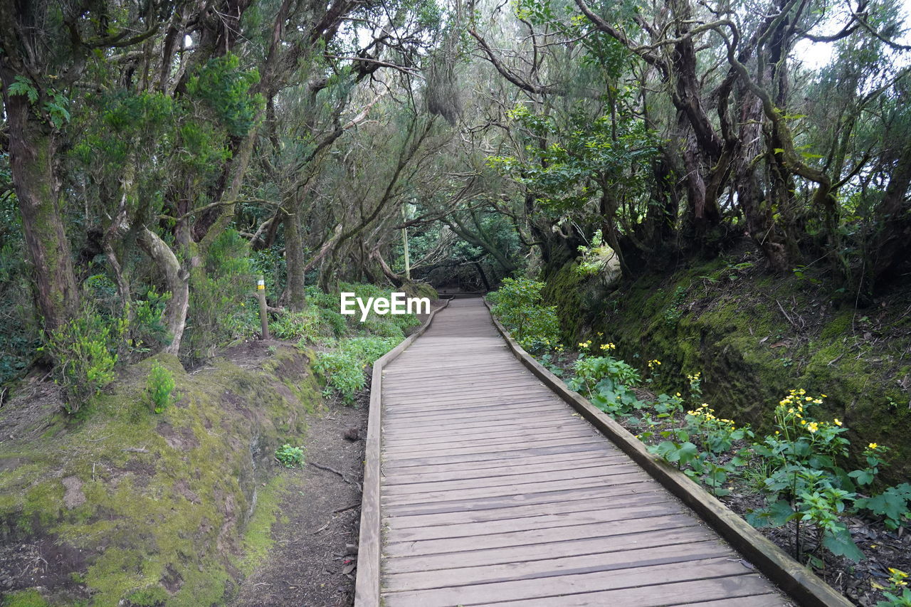 NARROW FOOTBRIDGE ALONG TREES