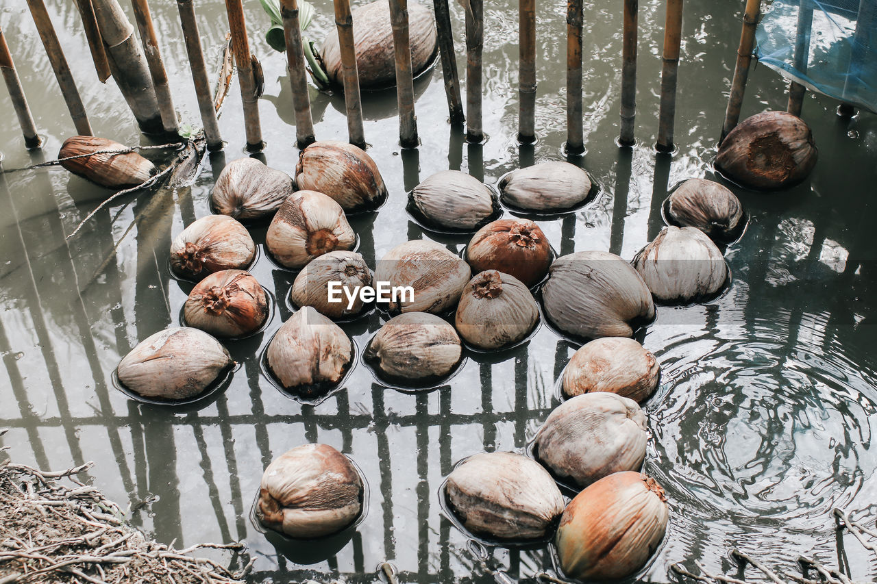 High angle view of coconuts in water