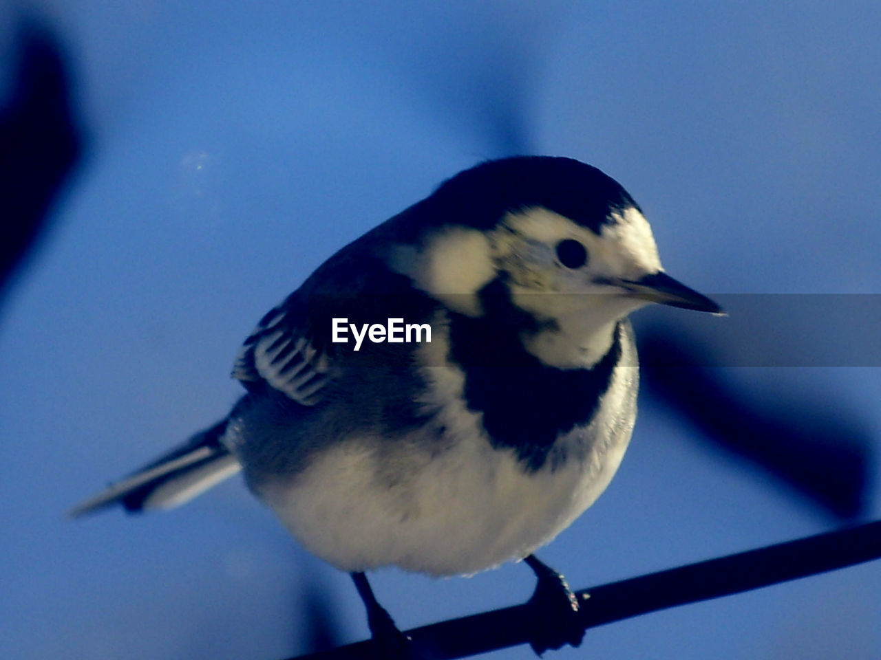 CLOSE-UP OF BIRD PERCHING