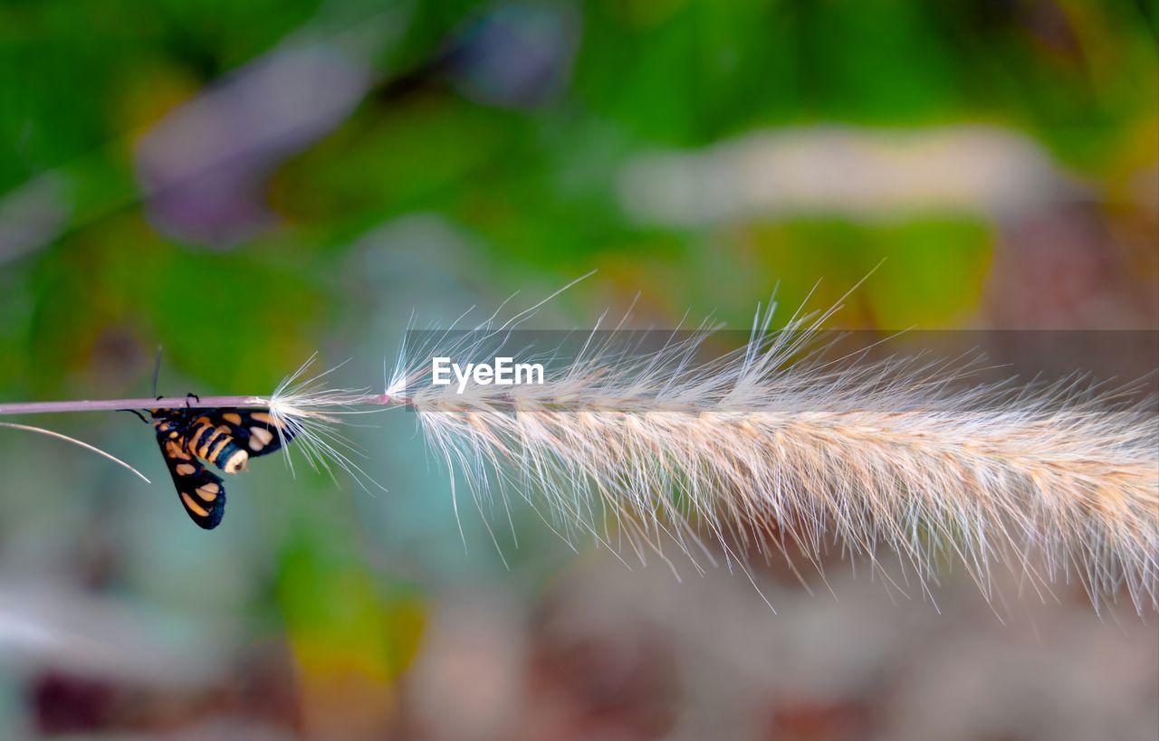 Close-up of butterfly pollinating on a fountain grass