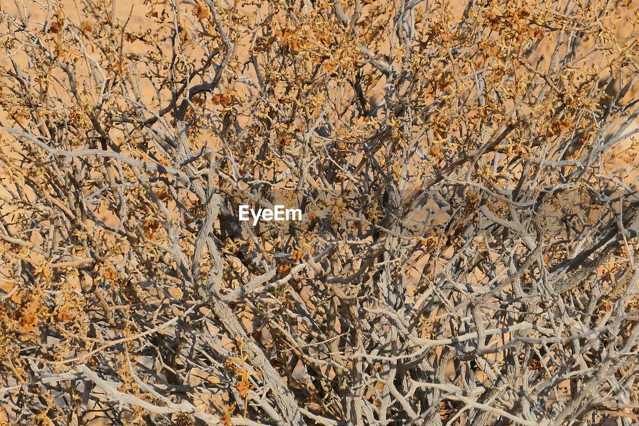 HIGH ANGLE VIEW OF DRIED PLANT