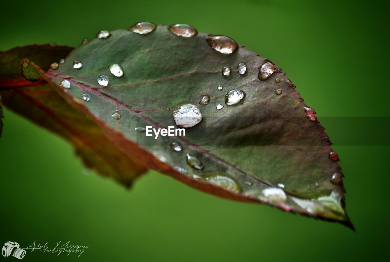 CLOSE-UP OF WATER DROPS ON WET LEAF