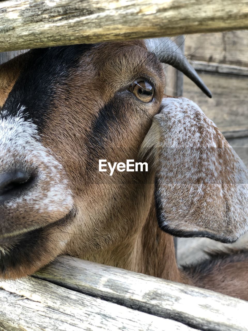 Close-up of goat