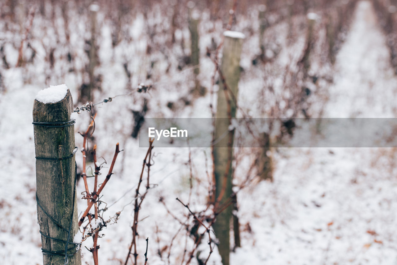 CLOSE-UP OF SNOW COVERED TREES