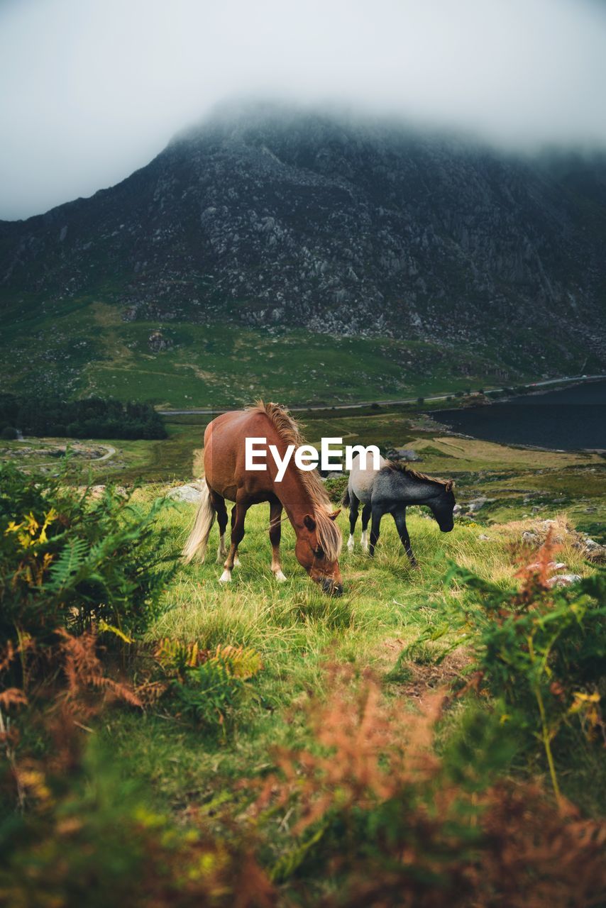 Horses grazing on field against mountain