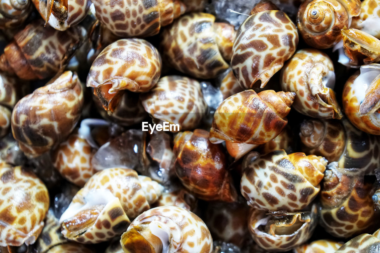 FULL FRAME SHOT OF SHELLS AT MARKET