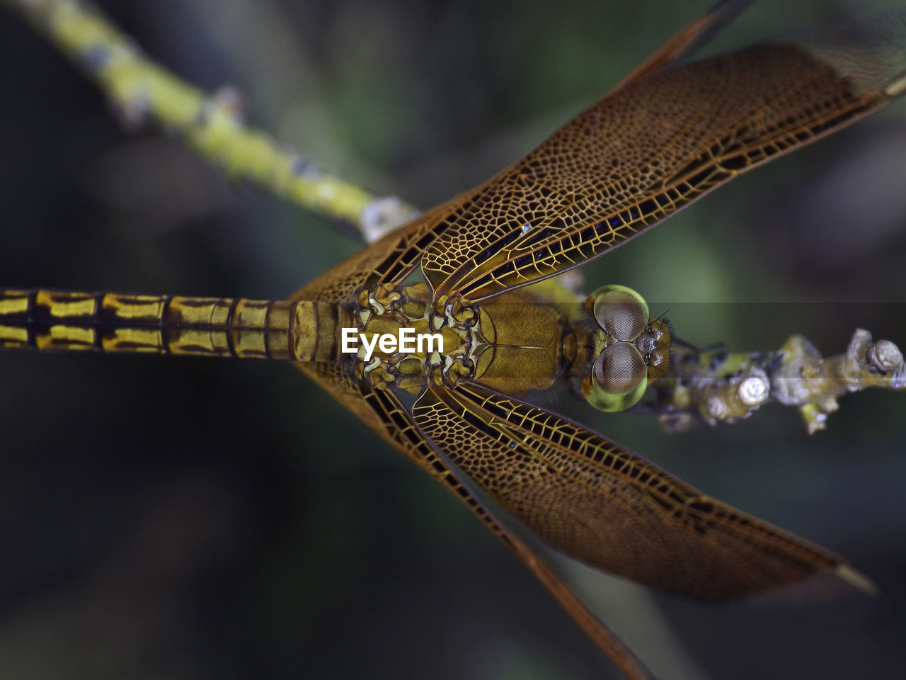 High angle view of insect on plant