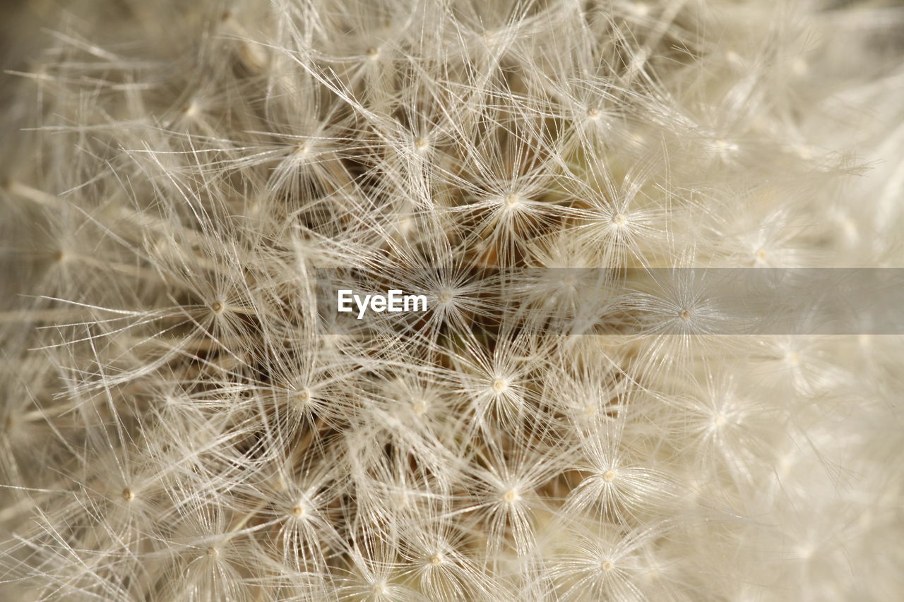 CLOSE-UP OF DANDELION AGAINST SKY