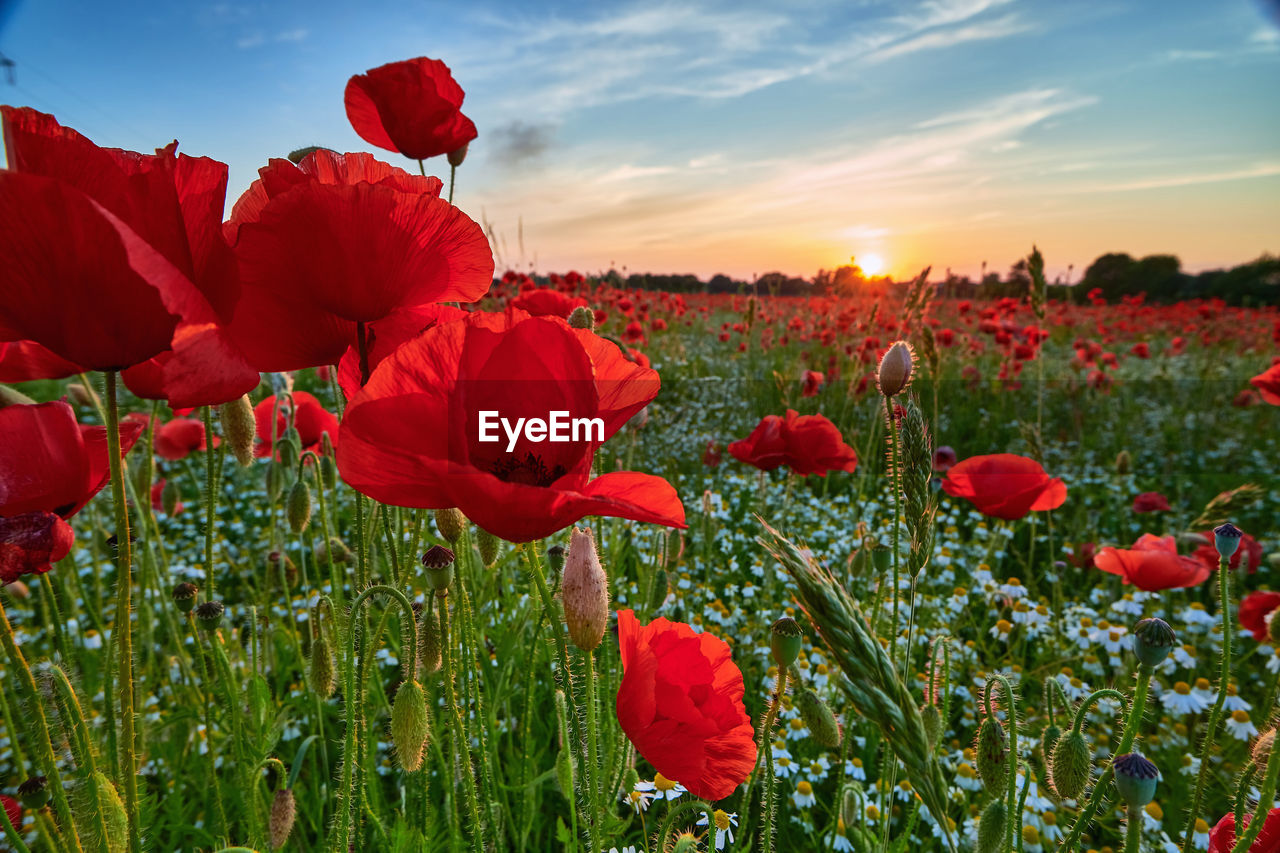 close-up of red poppy flowers growing on field against sky