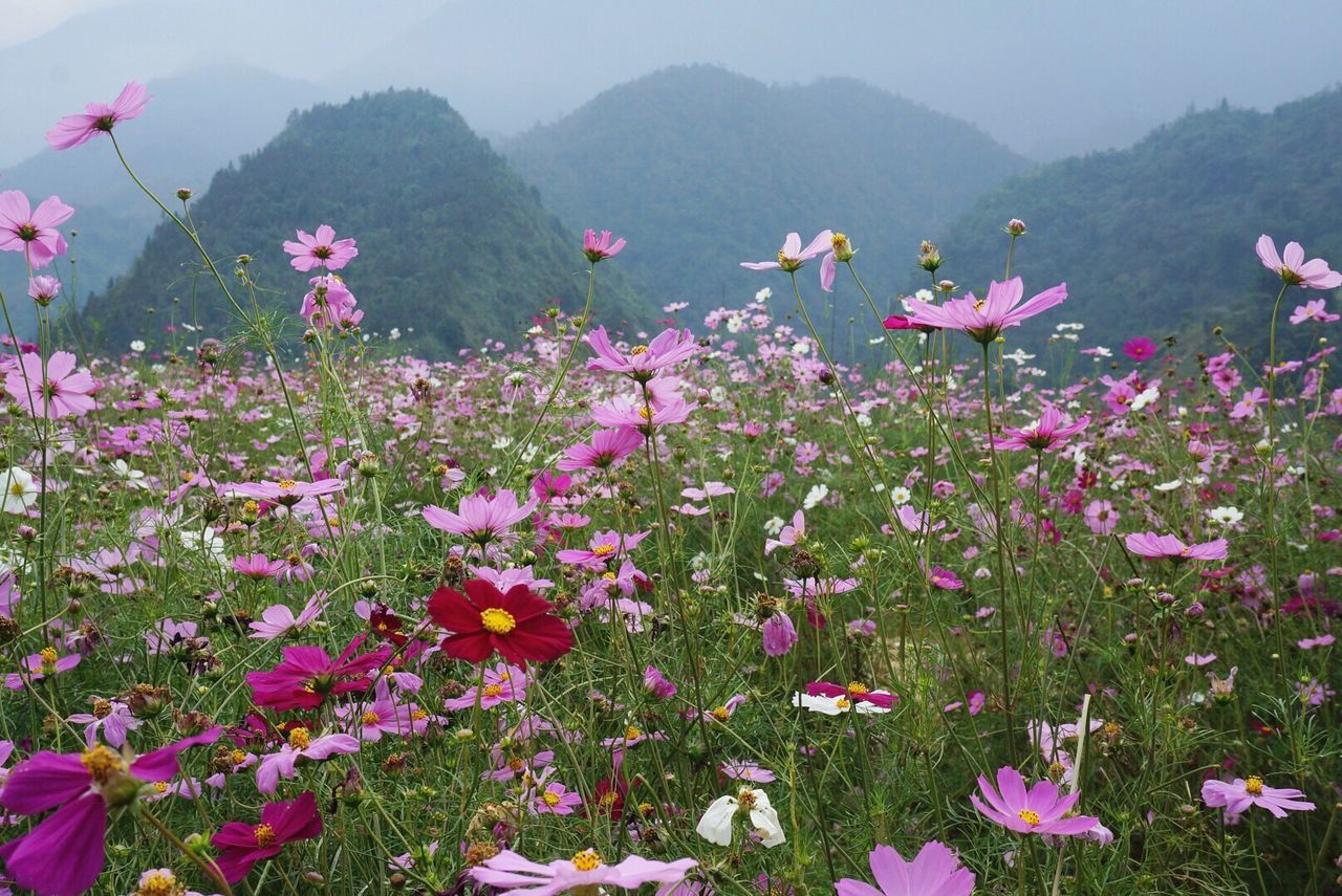 Pink flowers against sky