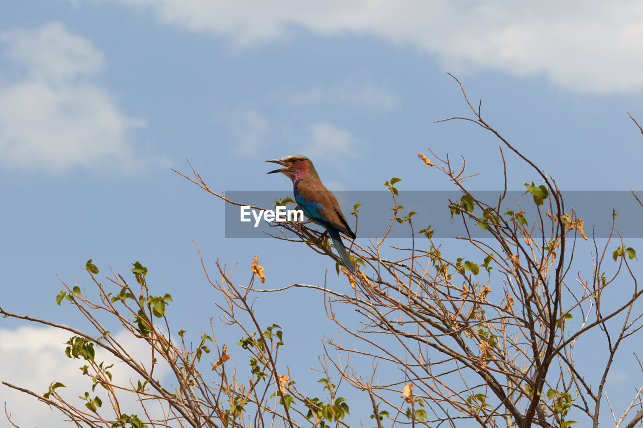 Lilac breasted roller in botswana