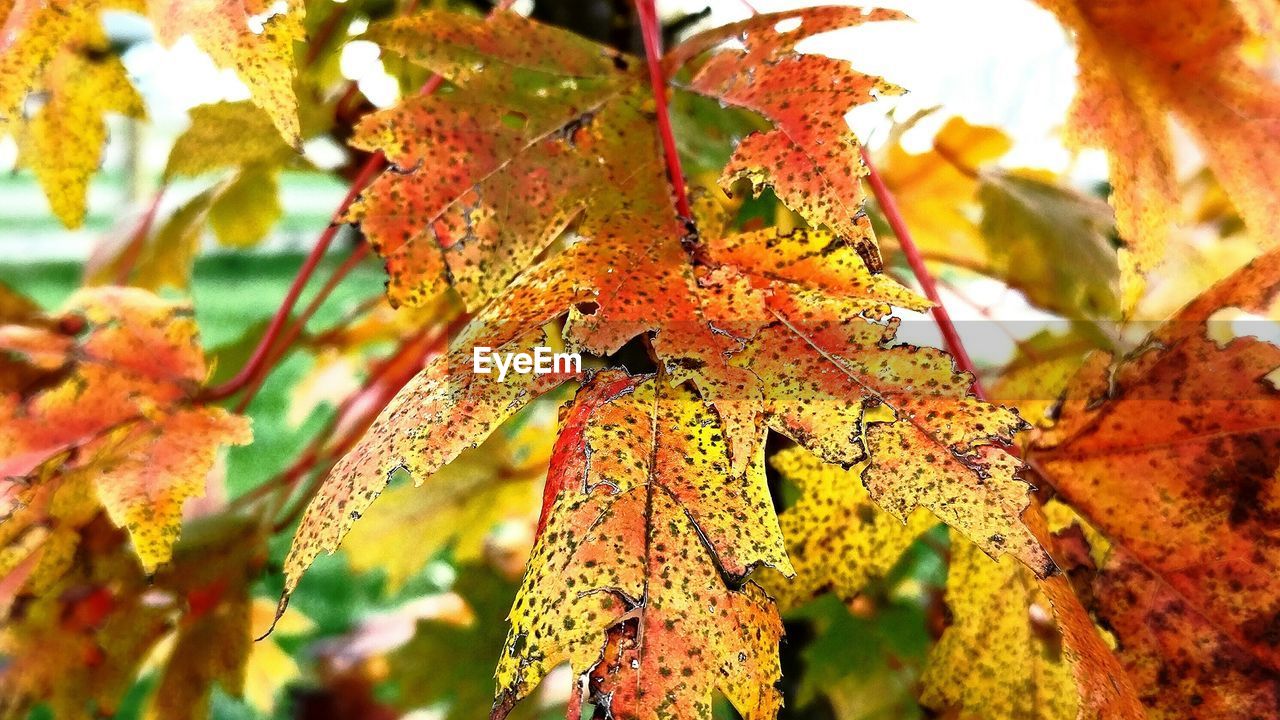Close-up of rotten leaves during autumn