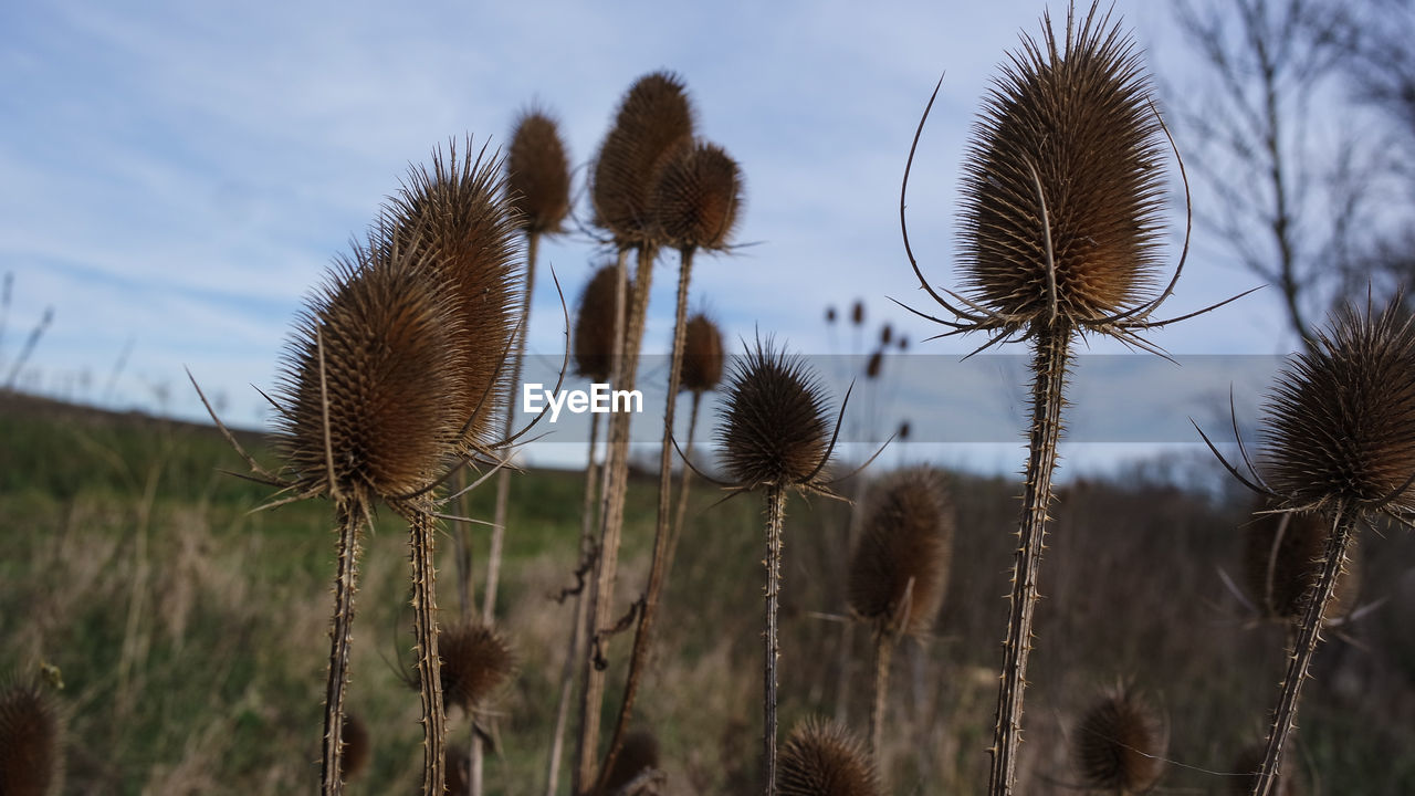 Close-up of thistle on field against sky