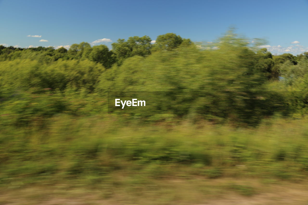 SCENIC VIEW OF TREES GROWING ON FIELD