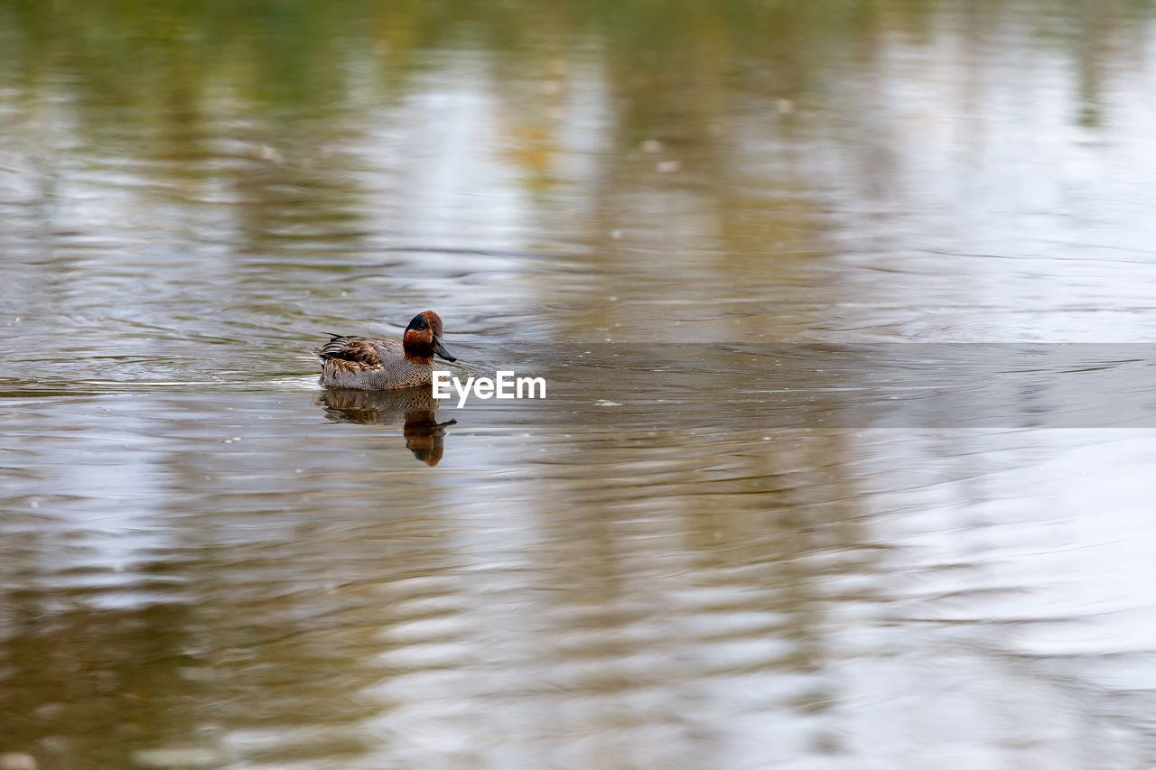 View of ducks swimming in lake