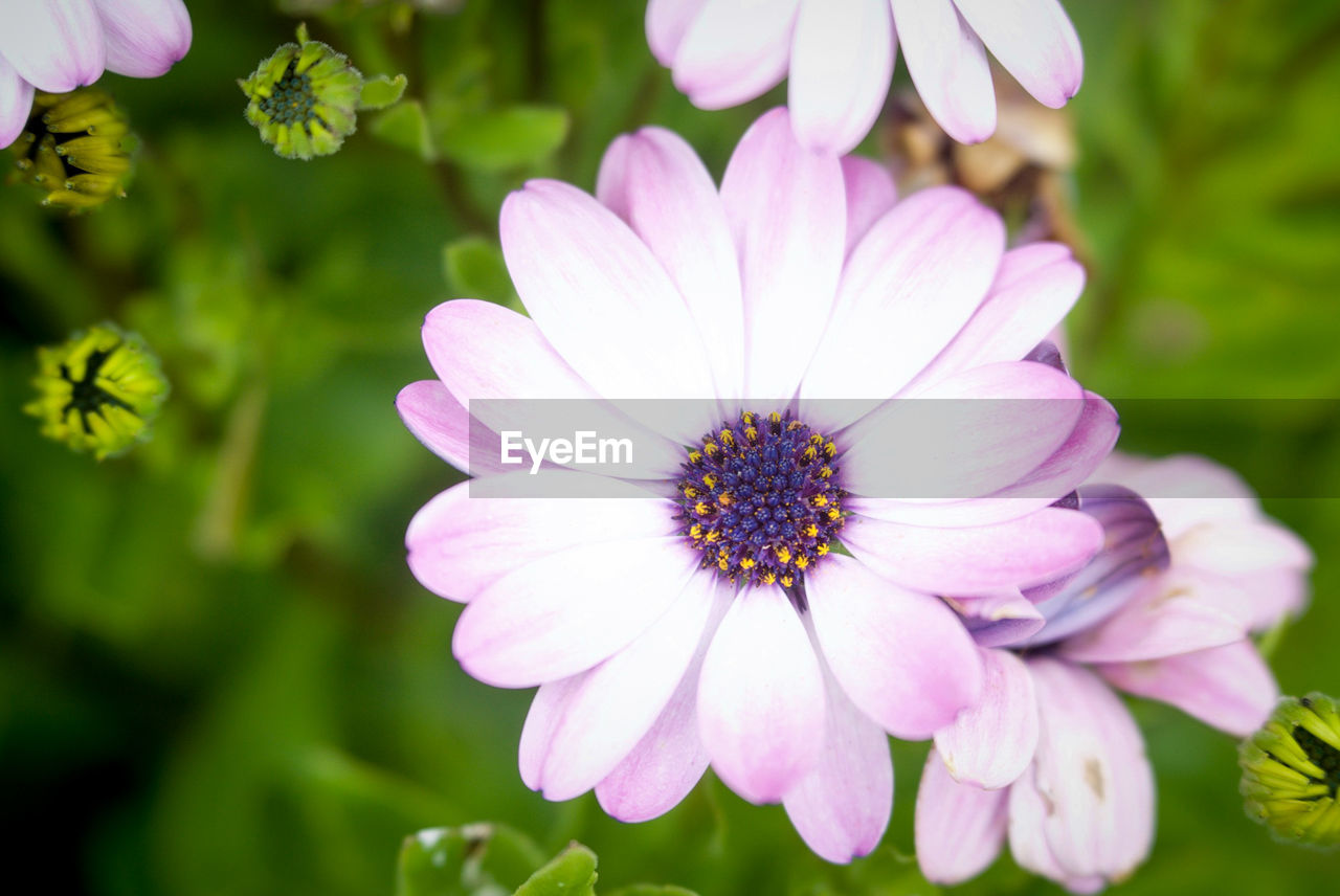 Directly above shot of pink flower blooming at park