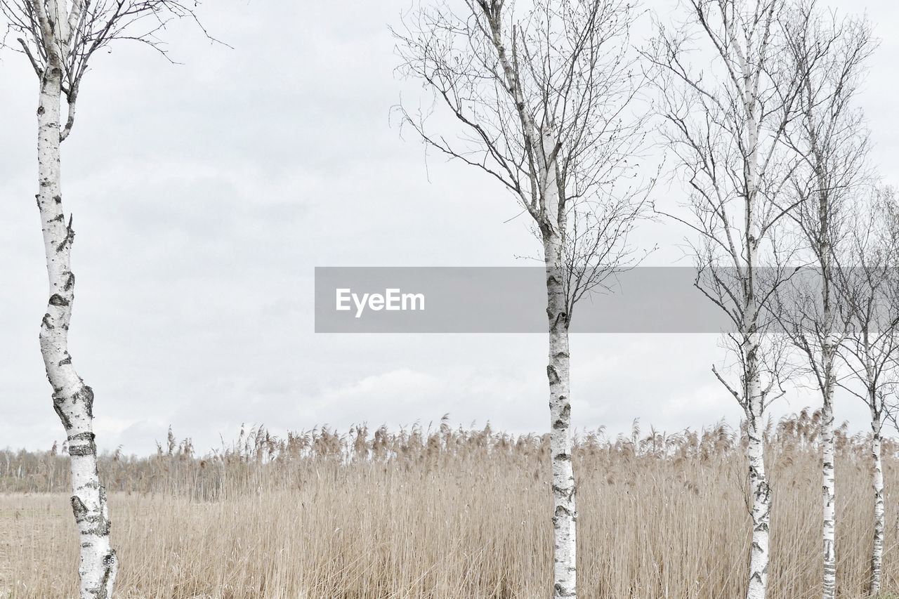 Bare trees on field against sky during winter