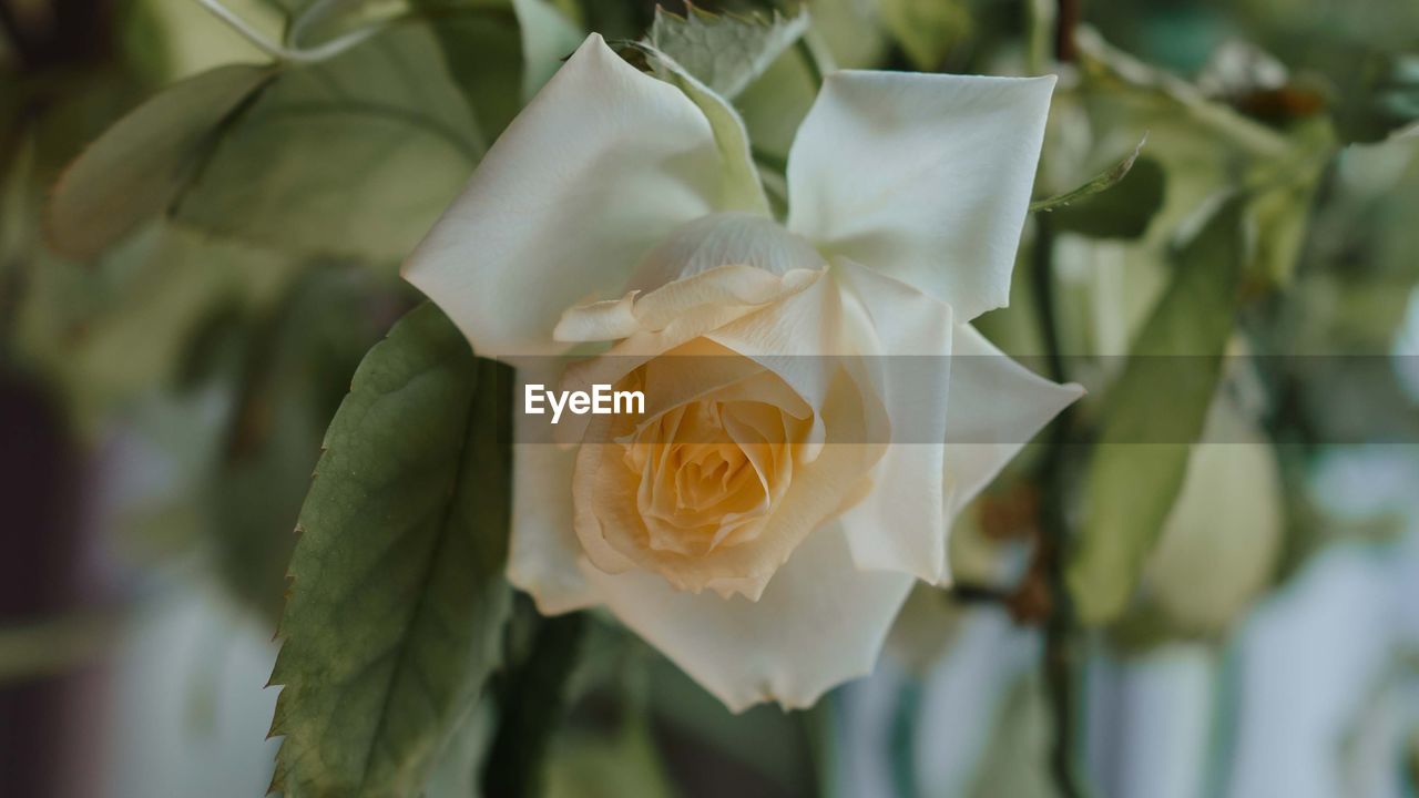 plant, flower, flowering plant, beauty in nature, close-up, rose, petal, nature, leaf, flower head, plant part, white, yellow, freshness, inflorescence, no people, fragility, focus on foreground, celebration, wedding, outdoors, growth, event, floristry, bouquet, blossom