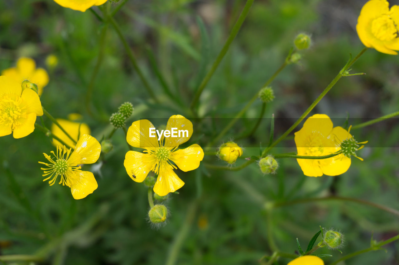 Close-up of yellow flowering plant