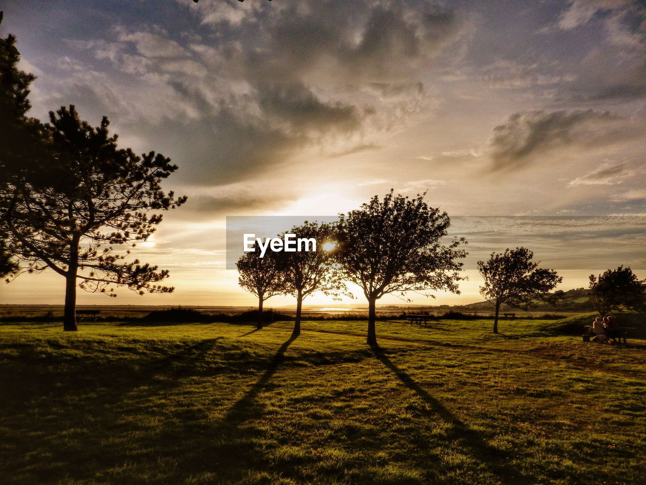 TREES ON GRASSY FIELD