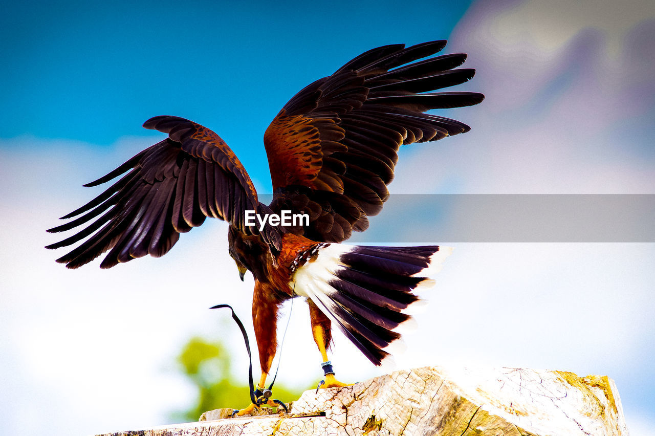 Low angle view of bird flying against clear sky