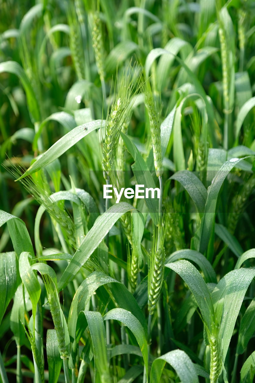 FULL FRAME SHOT OF CORN FIELD