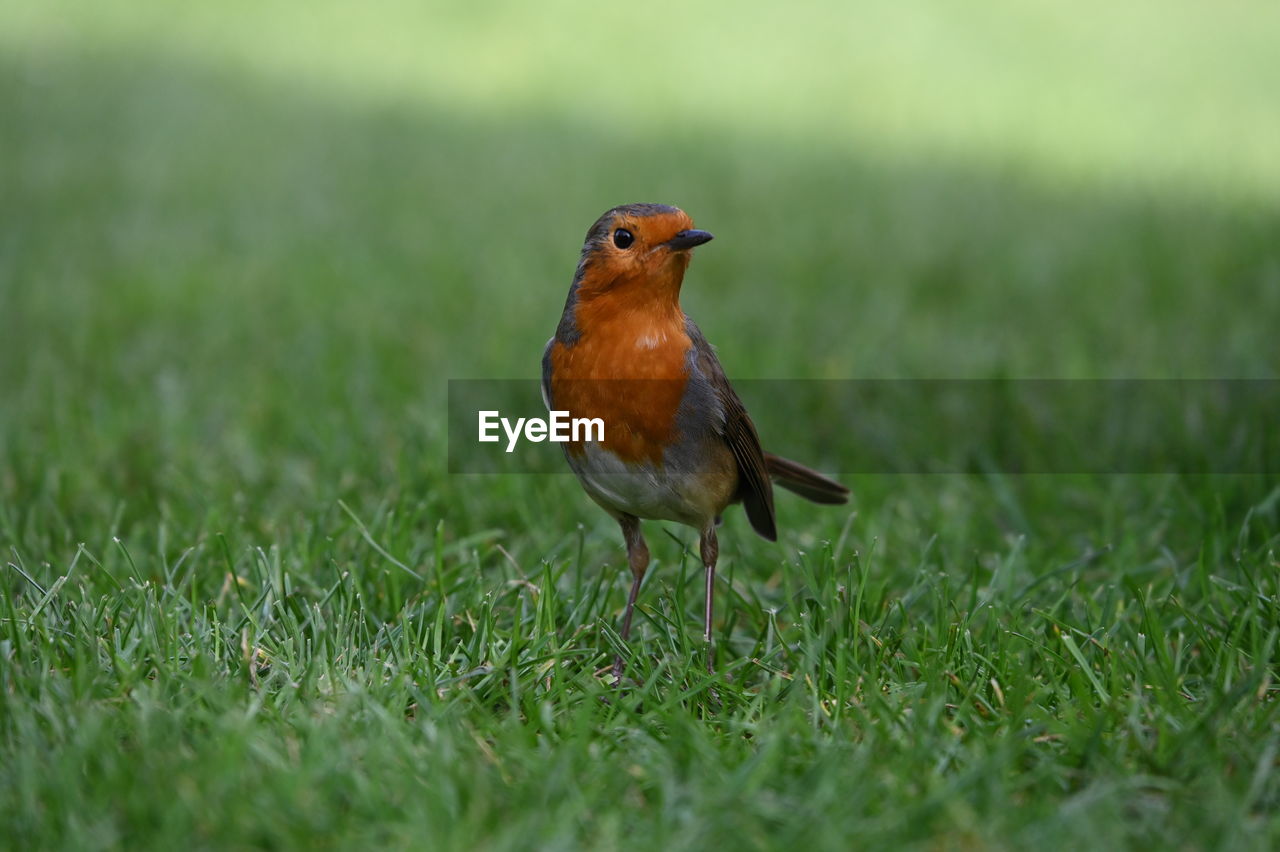 CLOSE-UP OF A BIRD ON A FIELD