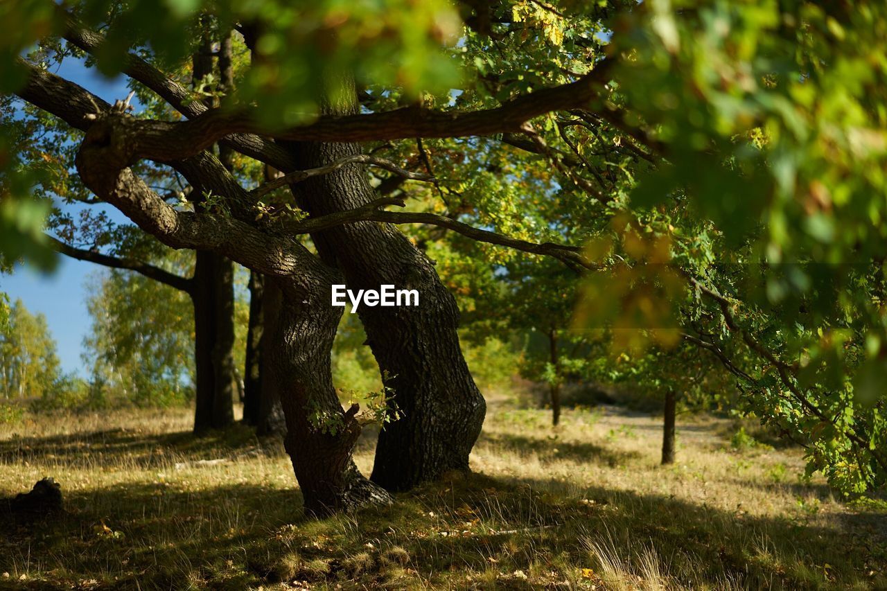 Tree on field in forest