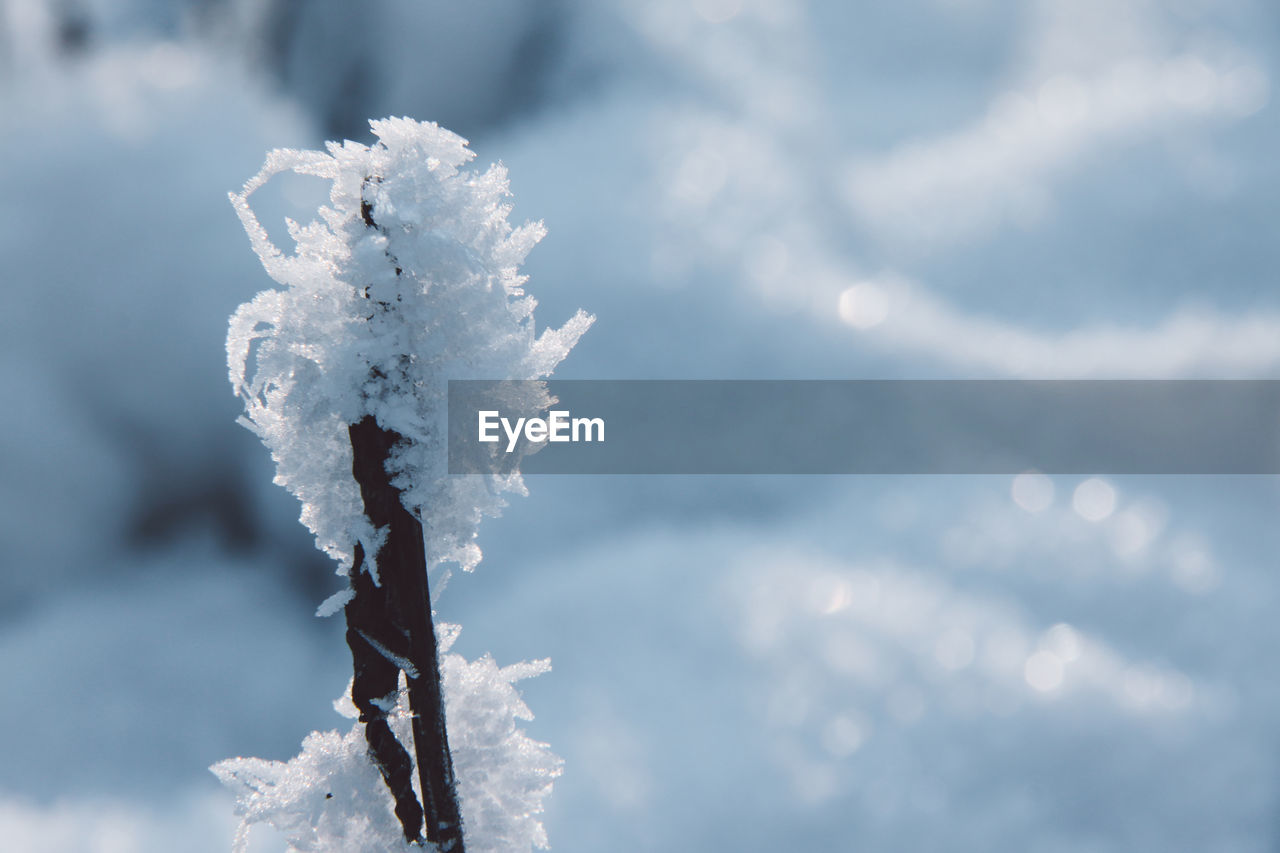 Close-up of frost on twig