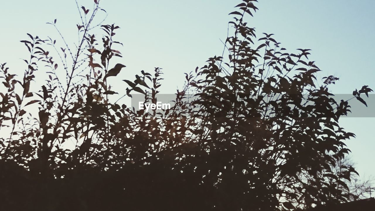 LOW ANGLE VIEW OF SILHOUETTE TREES AGAINST SKY