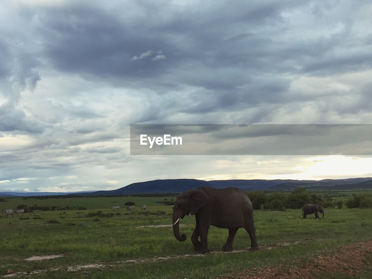 ELEPHANTS ON FIELD AGAINST SKY