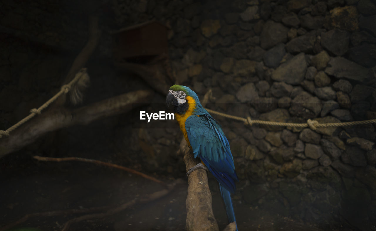 Close-up of gold and blue macaw perching on branch