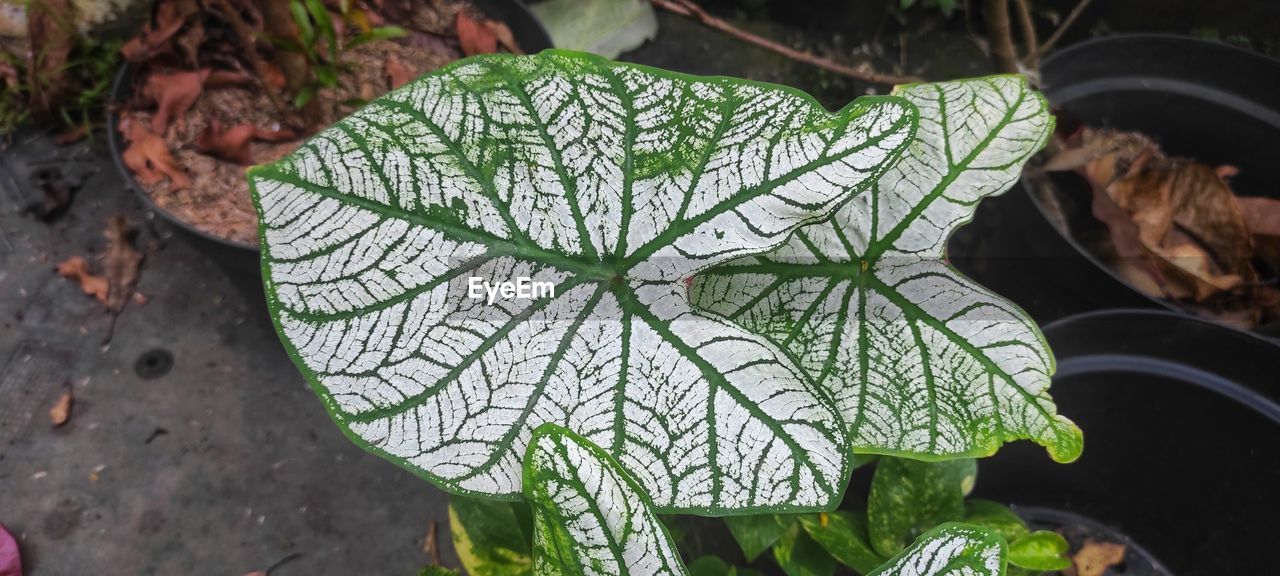 leaf, plant part, plant, nature, green, flower, high angle view, growth, soil, no people, day, outdoors, tree, close-up, beauty in nature, water, freshness, food and drink, garden, food