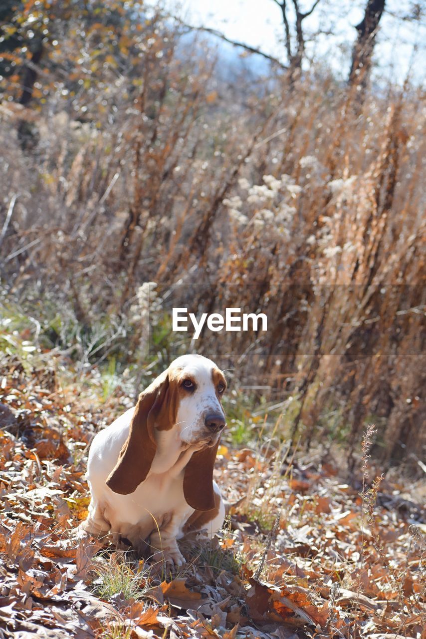 Basset hound adventures