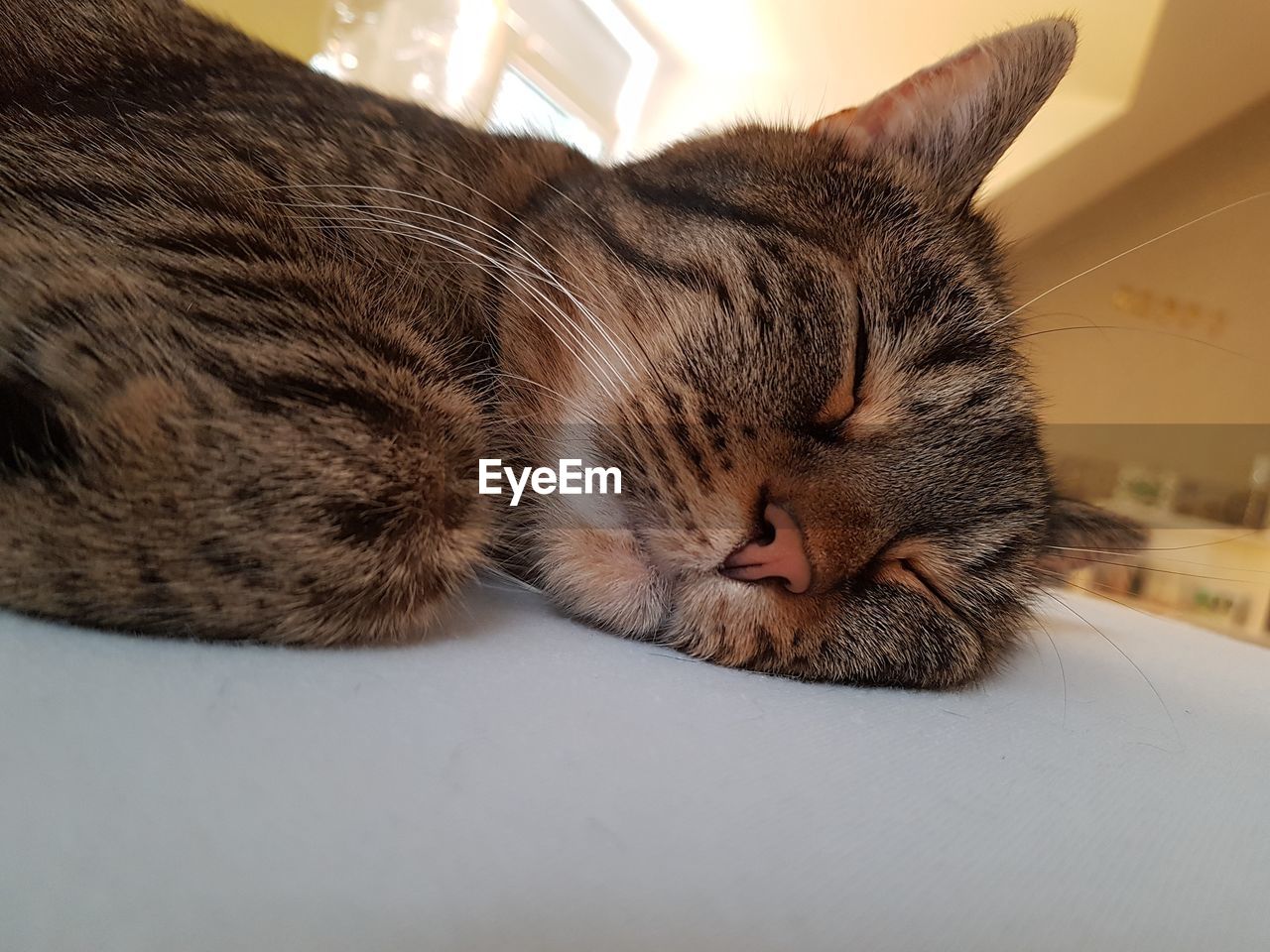 Close-up of cat sleeping