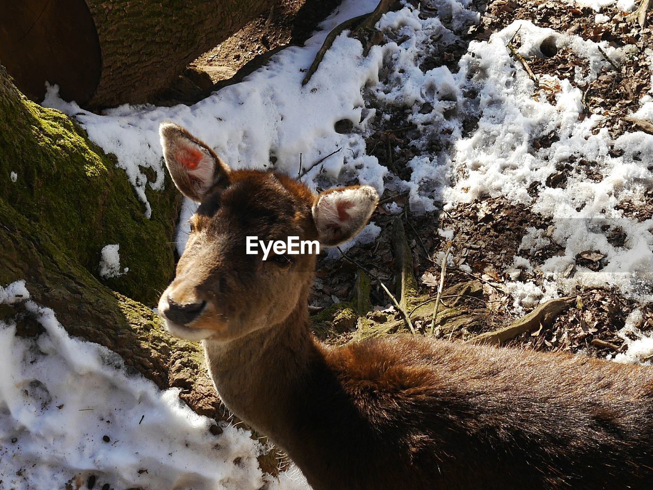 High angle view of deer on field with snow