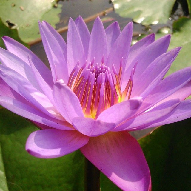 CLOSE-UP OF PURPLE FLOWERS