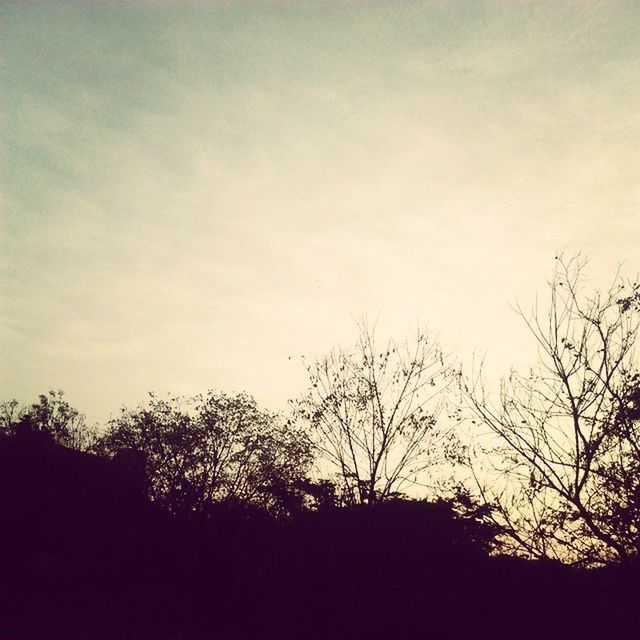 LOW ANGLE VIEW OF SILHOUETTE TREES AGAINST SKY