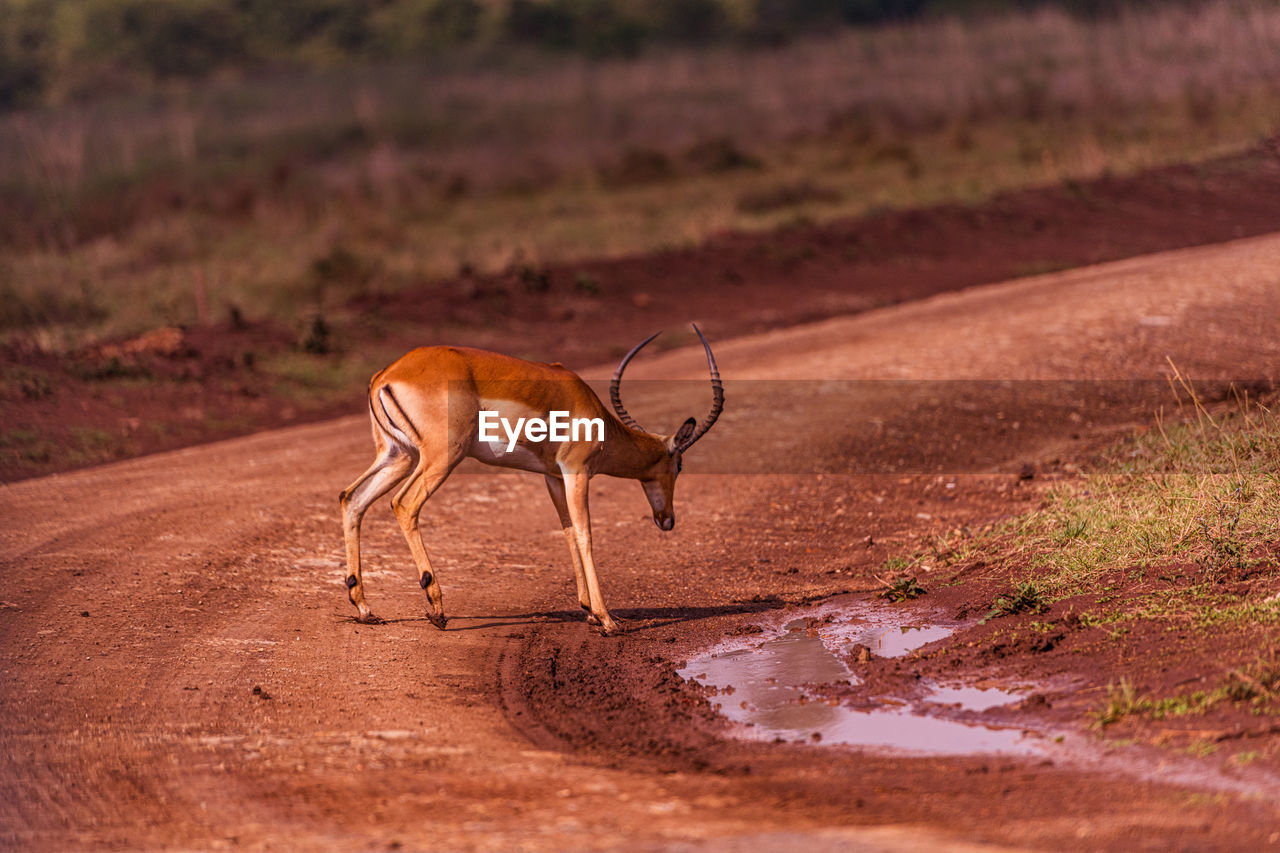 animal, animal themes, animal wildlife, mammal, wildlife, one animal, antelope, impala, springbok, no people, savanna, safari, nature, gazelle, full length, outdoors, travel destinations, side view, environment, walking, day, deer, landscape, domestic animals, tourism