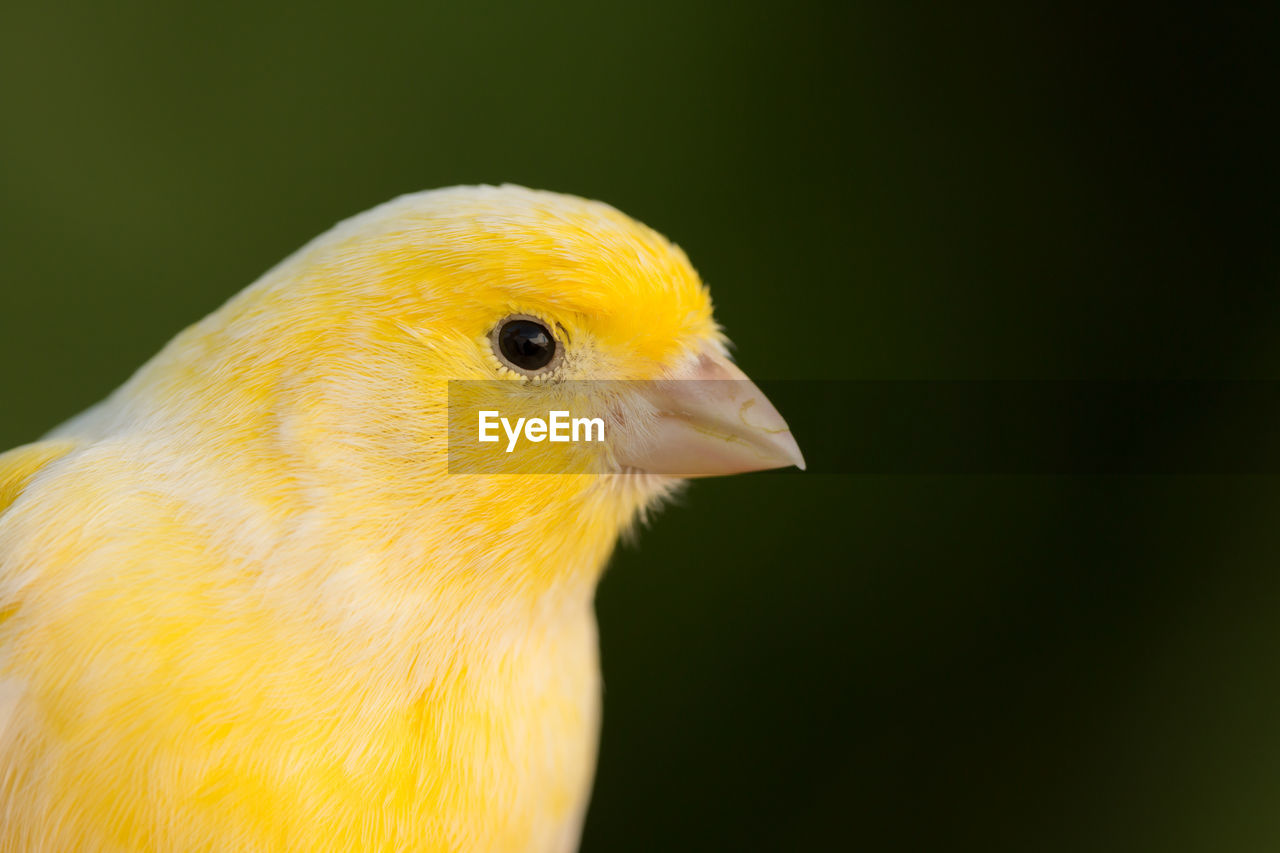 CLOSE-UP OF A PARROT