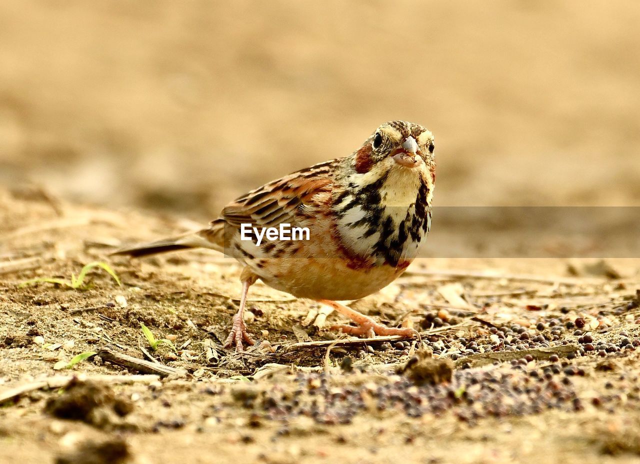 CLOSE-UP OF BIRD PERCHING ON A ROCK