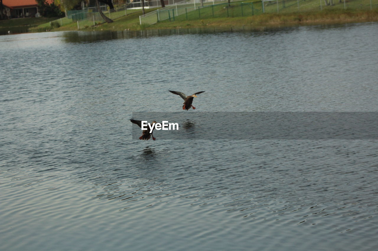 DUCK SWIMMING IN LAKE