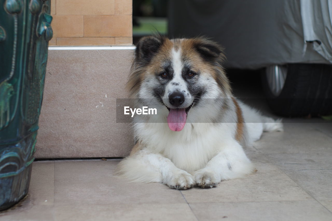 PORTRAIT OF DOG STICKING OUT TONGUE ON FLOOR